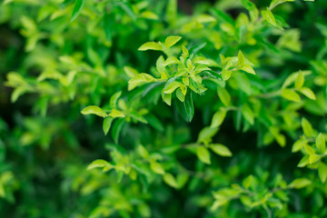 Light green foliage of a healthy plant with serrated leaves and blurred background. Horizontal shot.