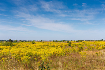Wild growing thickets of flowering Canadian goldenrod on wasteland