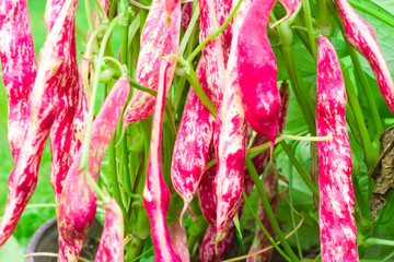 Ripe spotted bean pods on a bush in a garden. Harvest season, pink Phaseolus