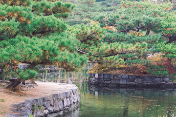Fototapeta na wymiar Film look of pine trees and a pond in a cold morning of the autumn season.