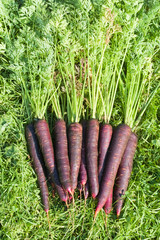 Freshly harvested dark purple carrots on the grass in the garden. Farmer season