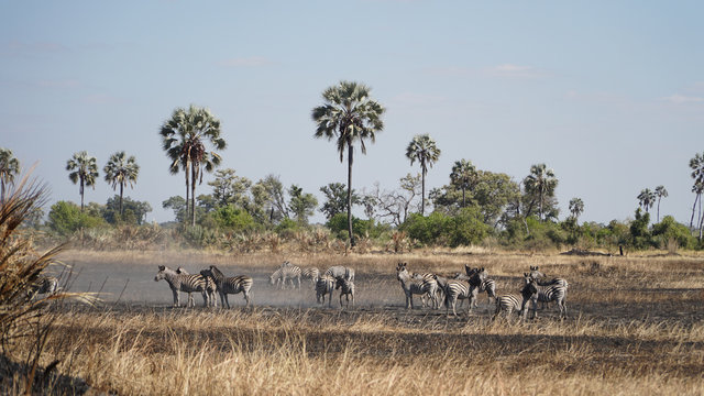 Zebras near a waterhole seen during a safari in the Okavango Delta in Botswana, Africa.