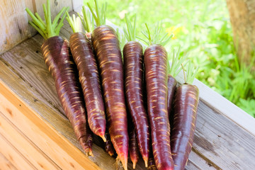 Freshly picked crop of dark purple carrots on a wooden window sill on a farm, harvest season