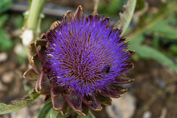 Artischockenbl&uuml;te