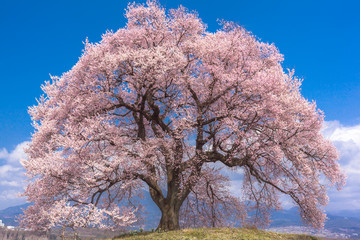 山梨県・韮崎市 春のわに塚の一本桜の風景