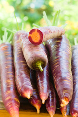 Freshly picked crop of dark purple carrots on a wooden window sill on a farm, harvest season