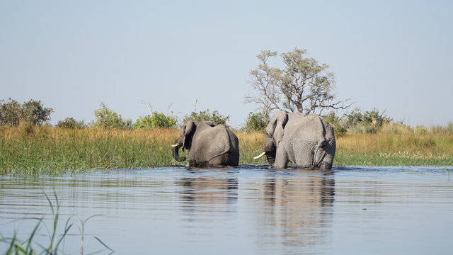Okavango Bilder Durchsuchen 18,925 Archivfotos, und