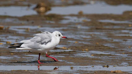 mouette rieuse 