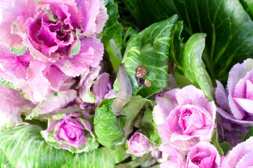 Snails on the leaves of pink-green decorative cabbage in an autumn garden.