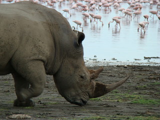 Naklejka premium kenia