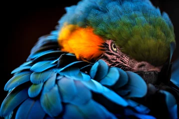 blauer Papagei © dietwalther