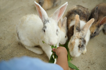 feeding bunnys