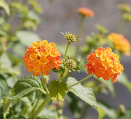 Lantana camara - Common lantana or kamara lantana, ornamental shrub with combination of yellow to orangish dense flowers clusters