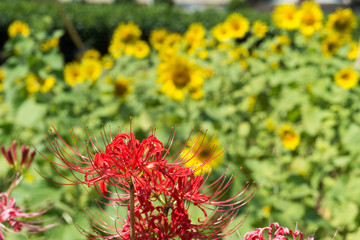 ヒマワリをバックにマンジュシャゲの花
