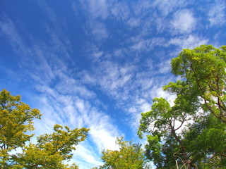 Fototapeta premium 公園の木と秋空風景