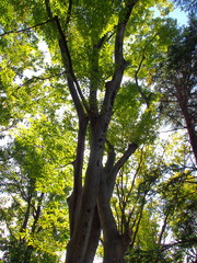 逆光の中の公園の欅