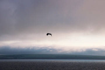 unknown bird hovering over a pond