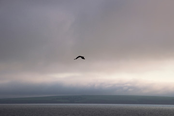 unknown bird hovering over a pond