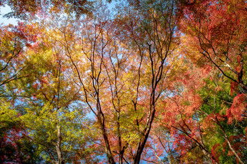 Colorful autumn color in Japan. Maple & ginkgo tree change their leaves color to yellow and red. Concept for autumn and foliage background.