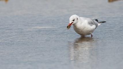 mouette rieuse 