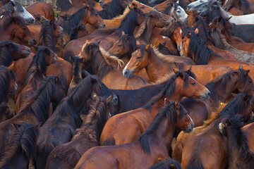 A Rapa das Bestas, Sabucedo, Pontevedra, Galicia