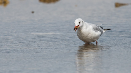 mouette rieuse 