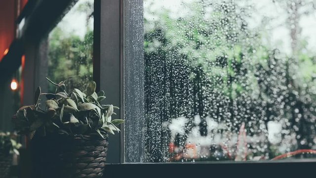 plant on table by the window in rainy day 