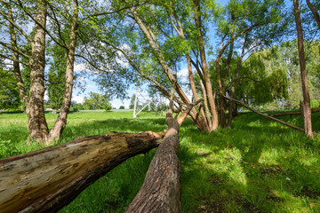 natural scenery with trees 