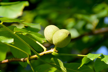 Walnüsse am Baum