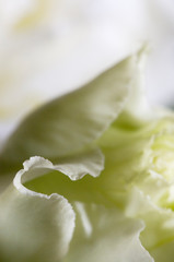 Eustoma flower fragment macro