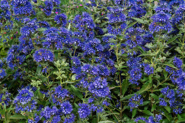Bartblumen