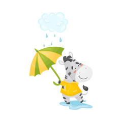 Small humanized zebra walks in the rain. Vector illustration.