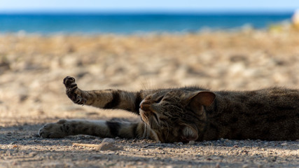 Obraz premium Lazy Cat