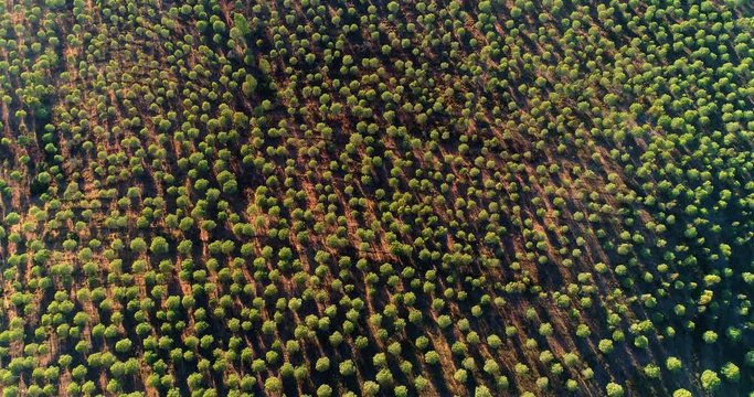 Young pine forest, splendid graphic view with hill in Spain. This is an amazing view of an agricultural field - aerial view with a drone - Agriculture and Landscape concept 4K