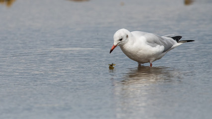 mouette rieuse 