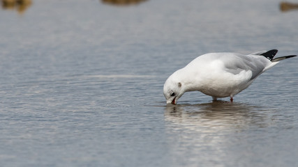 mouette rieuse 
