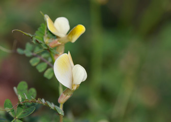 Vicia hybrida, a leguminous herb, Crete