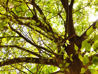 The brown trunk of the tree and branches. Bottom view of the tree.