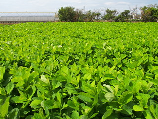緑肥の若葉茂る畑風景