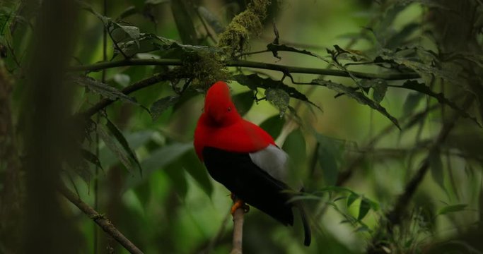 Cock-of-The-Rock Rupicola peruvianus, bright red bird with fan-shaped crest perched on branch, environment of tropical rainforest, Mindo, Ecuador. National bird of Peru. Wildlife nature.