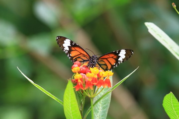 Beautiful butterfly in orange white and black color flying
