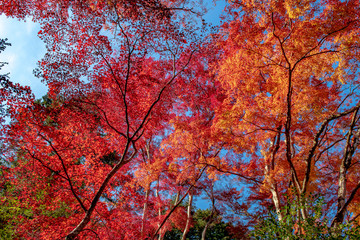 Colorful autumn color in Japan. Maple & ginkgo tree change their leaves color to yellow and red. Concept for autumn and foliage background.