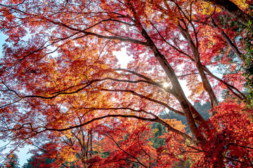 Colorful autumn color in Japan. Maple & ginkgo tree change their leaves color to yellow and red. Concept for autumn and foliage background.