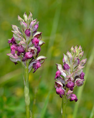The orchid Anacamptis fragrans, Crete, Greece