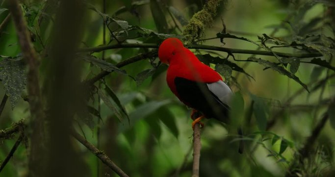 Cock-of-The-Rock Rupicola peruvianus, bright red bird with fan-shaped crest perched on branch, environment of tropical rainforest, Mindo, Ecuador. National bird of Peru. Wildlife nature.