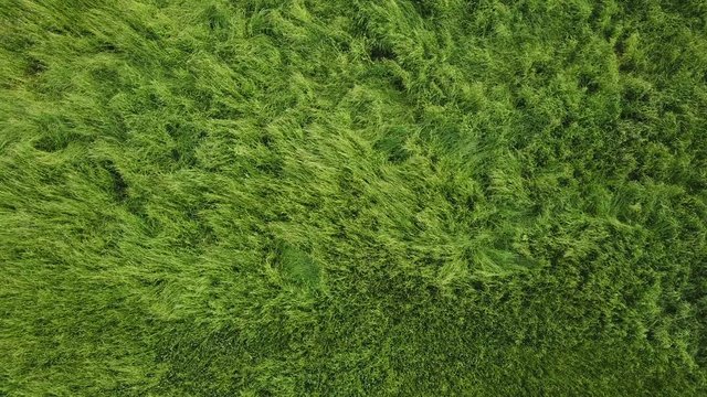 風にそよぐ草原 河川敷 空撮 低空 フィックス 真俯瞰 v08_261(DJI_0219)