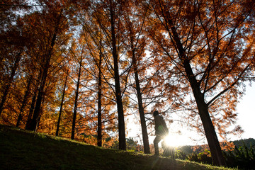 Obraz premium Silhouette of man holding .Backpacks walking up to the hill with background of sun ray and gold leaves pine tree. Concept of adverture, explorer.