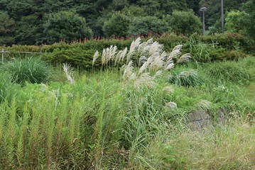Fototapeta premium Japanese pampas grass / In autumn, Japanese pampas grass ears sway in the wind everywhere in Japan.