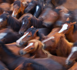 A Rapa das Bestas, Sabucedo, Pontevedra, Galicia