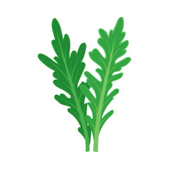 Arugula leaves. Vector illustration on a white background.